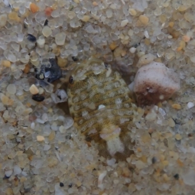 Unverified Lobster, Bug at Dalmeny, NSW - 14 Oct 2020 by Laserchemisty