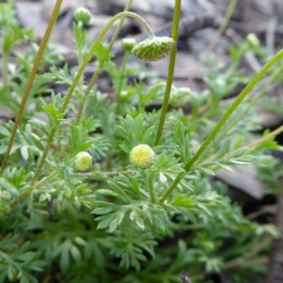 Cotula australis (Common Cotula, Carrot Weed) at Rugosa - 19 Oct 2020 by SenexRugosus