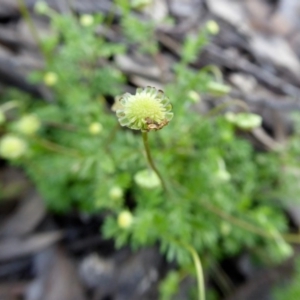 Cotula australis at Yass River, NSW - 19 Oct 2020