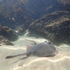 Unidentified Shark / Ray at North Narooma, NSW - 18 Oct 2020 by Laserchemisty