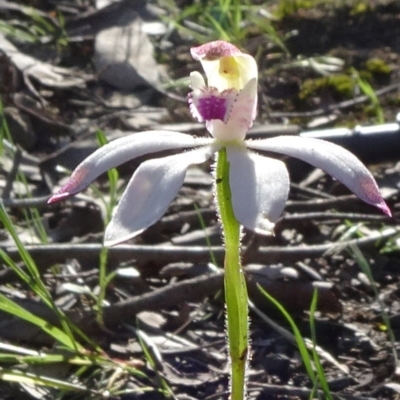 Caladenia moschata (Musky Caps) at O'Connor, ACT - 18 Oct 2020 by JanetRussell