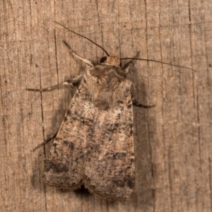 Agrotis porphyricollis at Melba, ACT - 13 Oct 2020