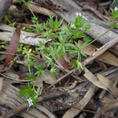 Sherardia arvensis (Field Madder) at Rugosa - 19 Oct 2020 by SenexRugosus