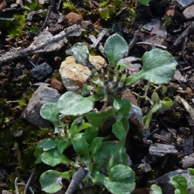 Stuartina muelleri (Spoon Cudweed) at O'Connor, ACT - 18 Oct 2020 by JanetRussell