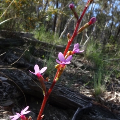 Stylidium graminifolium (Grass Triggerplant) at O'Connor, ACT - 18 Oct 2020 by JanetRussell