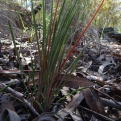 Stylidium graminifolium at O'Connor, ACT - 18 Oct 2020