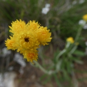 Chrysocephalum apiculatum at Yass River, NSW - 16 Oct 2020