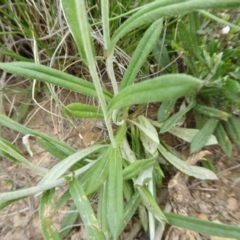 Chrysocephalum apiculatum at Yass River, NSW - 16 Oct 2020