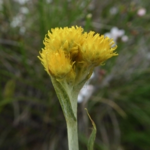 Chrysocephalum apiculatum at Yass River, NSW - 16 Oct 2020