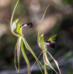 Caladenia atrovespa at Chisholm, ACT - 19 Oct 2020