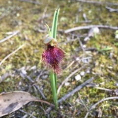 Calochilus robertsonii (Beard Orchid) at South East Forest National Park - 18 Oct 2020 by Vsery