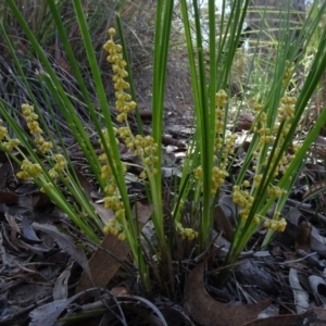 Lomandra filiformis at O'Connor, ACT - 18 Oct 2020