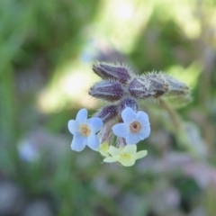 Myosotis discolor (Forget-me-not) at Yass River, NSW - 16 Oct 2020 by SenexRugosus
