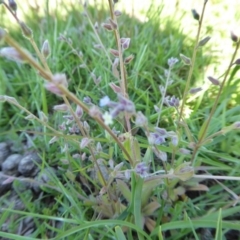 Myosotis discolor at Yass River, NSW - 16 Oct 2020