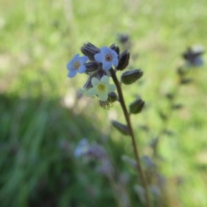 Myosotis discolor at Yass River, NSW - 16 Oct 2020