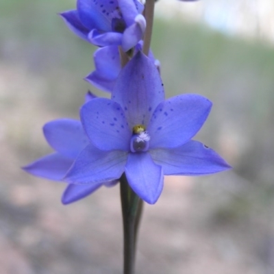 Thelymitra ixioides (Dotted Sun Orchid) at Nanima, NSW - 15 Oct 2020 by SueMcIntyre