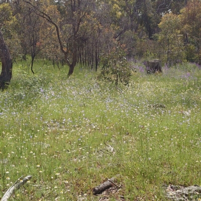 Leucochrysum albicans subsp. tricolor (Hoary Sunray) at Watson, ACT - 19 Oct 2020 by Kym