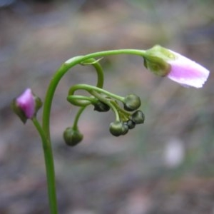 Drosera auriculata at Yass River, NSW - 7 Oct 2020