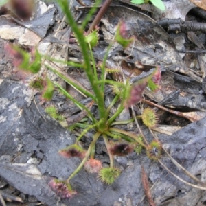 Drosera auriculata at Yass River, NSW - 7 Oct 2020