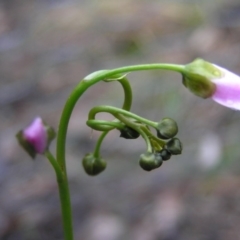 Drosera auriculata at Yass River, NSW - 7 Oct 2020