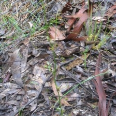 Drosera auriculata at Yass River, NSW - 7 Oct 2020