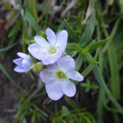 Veronica gracilis (Slender Speedwell) at Yass River, NSW - 15 Oct 2020 by SenexRugosus