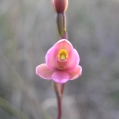Thelymitra carnea (Tiny Sun Orchid) at Yass River, NSW - 11 Oct 2020 by SueMcIntyre