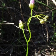 Drosera auriculata (Tall Sundew) at O'Connor, ACT - 18 Oct 2020 by JanetRussell