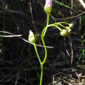 Drosera auriculata at O'Connor, ACT - 18 Oct 2020