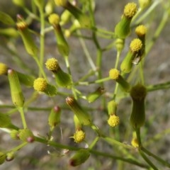 Senecio diaschides (Erect Groundsel) at Yass River, NSW - 13 Oct 2020 by SenexRugosus