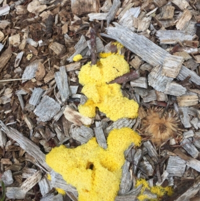 Fuligo septica (Scrambled egg slime) at Hackett, ACT - 17 Oct 2020 by WalterEgo