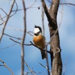 Pachycephala rufiventris (Rufous Whistler) at Springdale Heights, NSW - 19 Oct 2020 by PaulF