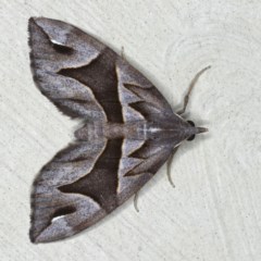 Chaetolopha oxyntis (Triangle Forest Carpet) at Lilli Pilli, NSW - 4 Oct 2020 by jb2602