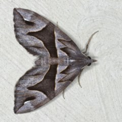 Chaetolopha oxyntis (Triangle Forest Carpet) at Lilli Pilli, NSW - 4 Oct 2020 by jbromilow50