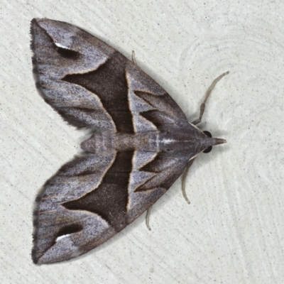 Chaetolopha oxyntis (Triangle Forest Carpet) at Lilli Pilli, NSW - 4 Oct 2020 by jbromilow50