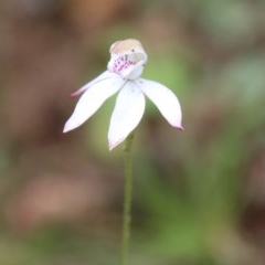 Caladenia moschata (Musky Caps) at Budawang, NSW - 19 Oct 2020 by LisaH