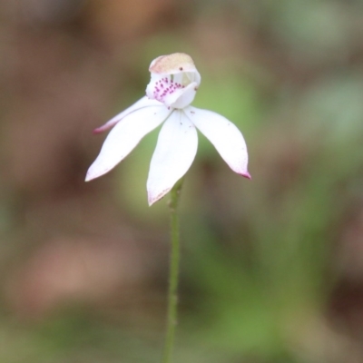 Caladenia moschata (Musky Caps) at Budawang, NSW - 19 Oct 2020 by LisaH