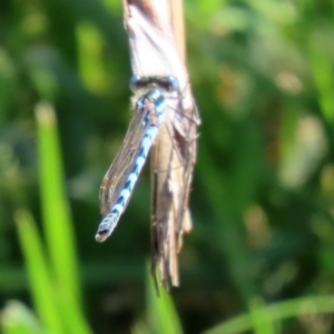 Austrolestes annulosus at Molonglo Valley, ACT - 19 Oct 2020