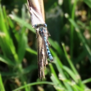 Austrolestes annulosus at Molonglo Valley, ACT - 19 Oct 2020