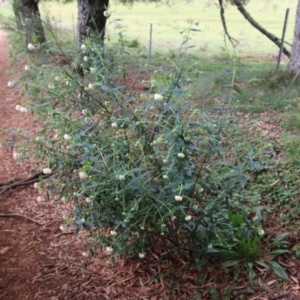 Pimelea ligustrina subsp. ligustrina at Budawang, NSW - 19 Oct 2020 10:51 AM