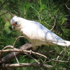 Cacatua sanguinea (Little Corella) at Molonglo Valley, ACT - 19 Oct 2020 by RodDeb