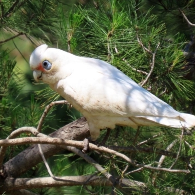 Cacatua sanguinea (Little Corella) at National Zoo and Aquarium - 19 Oct 2020 by RodDeb