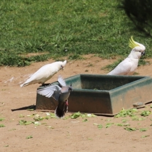 Cacatua sanguinea at Molonglo Valley, ACT - 19 Oct 2020