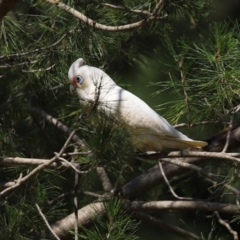 Cacatua sanguinea at Molonglo Valley, ACT - 19 Oct 2020