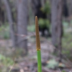 Xanthorrhoea concava (Grass Tree) at Budawang, NSW - 19 Oct 2020 by LisaH