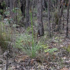 Xanthorrhoea concava at Budawang, NSW - 19 Oct 2020