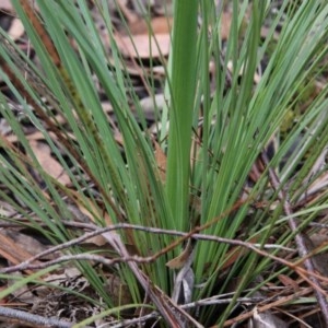 Xanthorrhoea concava at Budawang, NSW - 19 Oct 2020