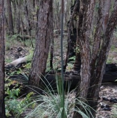 Xanthorrhoea concava at Budawang, NSW - 19 Oct 2020