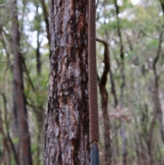 Xanthorrhoea concava at Budawang, NSW - 19 Oct 2020