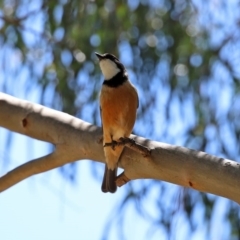 Pachycephala rufiventris at Molonglo Valley, ACT - 19 Oct 2020